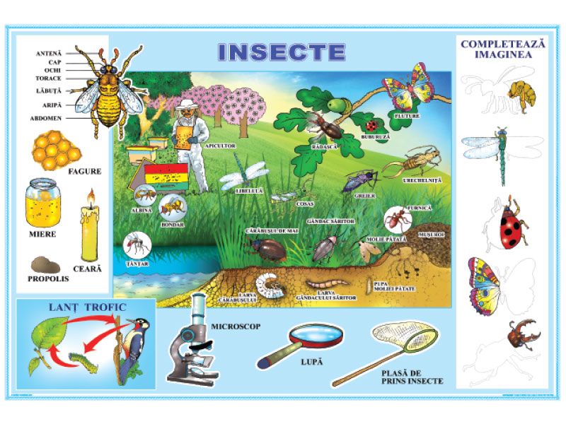 Fise De Lucru Gradinita Fise De Lucru Cu Insecte Cunoasterea Mediului Insects Preschool Insects Kindergarten Insect Activities