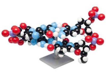 Model molecular 3D – ADN, Molymod®, 2 straturi