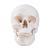 Craniu clasic- din 3 parti - cu detalii (3BS)