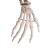 Model de schelet flexibil -3B Scientific