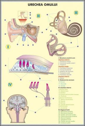 Urechea omului / Structura urechii la animale - DUO (faţă-verso)- dim. 700x1000 mm