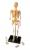 Model mic scheletul uman-asamblabil - 41 buc -H=23 cm