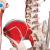 Schelet cu muschi si ligamente pe suport - H=172 cm- 3B Scientific
