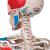 Schelet cu muschi si ligamente pe suport - H=172 cm- 3B Scientific