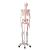 Schelet cu muschi si ligamente pe suport - H=172 cm- 3B Scientific